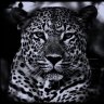 Wandering Leopard
