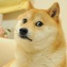 doge_life02