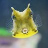 Ferdinandthecowfish